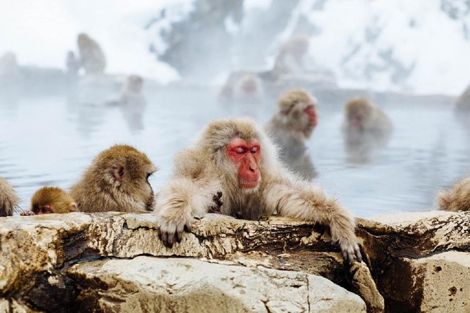 1-Day Snow Monkeys & Snow Fun in Shiga Kogen Tour - Shiga Kogen snow fun, more than just “walk around”