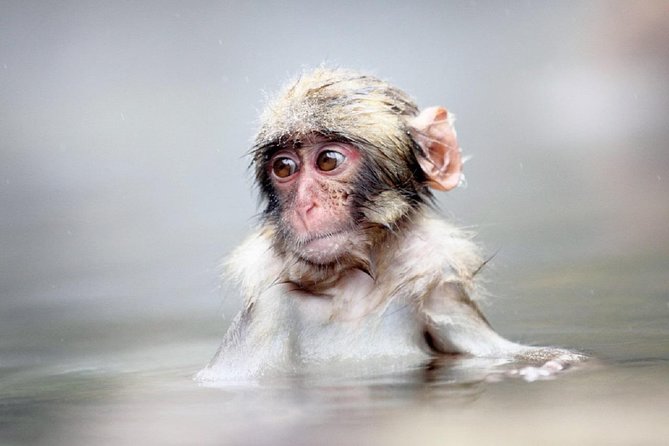1-Day Snow Monkeys & Snow Fun in Shiga Kogen Tour - Getting to the mountains from Nagano, with multiple pickup points