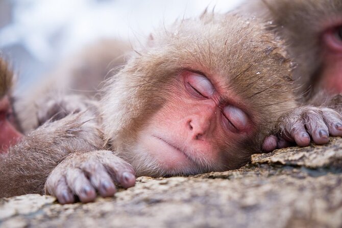 1-Day Snow Monkeys, Zenko-ji Temple & Sake in Nagano - Zenko-ji and Jigokudani: a very Nagano day plan