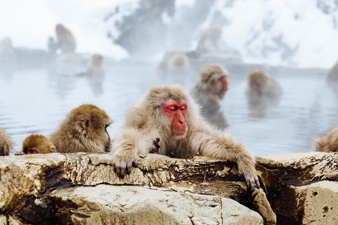 1-Day Snow Monkeys, Zenko-ji Temple & Sake in Nagano - Lunch in Nagano, warm food before the climb