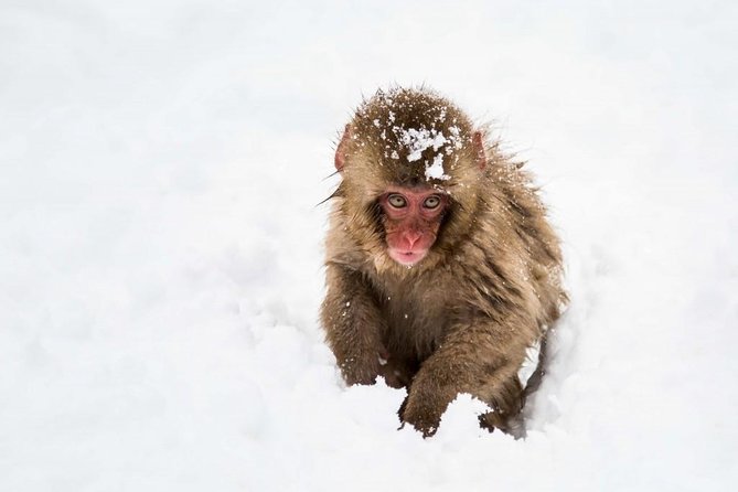 1-Day Snow Monkeys, Zenko-ji Temple & Sake in Nagano - How timing and transportation shape your day
