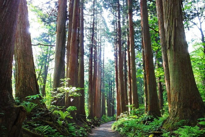 1-Day Togakushi Tour: Soba making, Ninja Town, and Hidden Shrines - Togakure Ninja History and the Ninja Trick House Maze