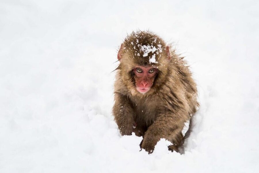 1 Day Tour: Snow Monkeys & Snow Fun in Shiga Kogen - Key highlights to expect