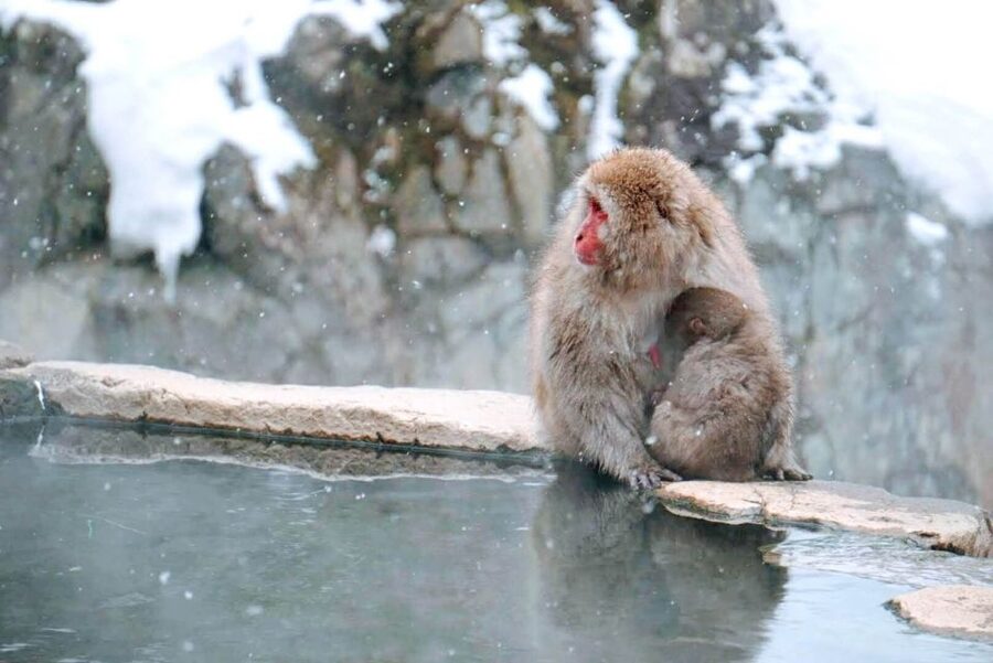 1 Day Tour: Snow Monkeys & Snow Fun in Shiga Kogen - The snowy trail reality, traction and stamina tips that pay off