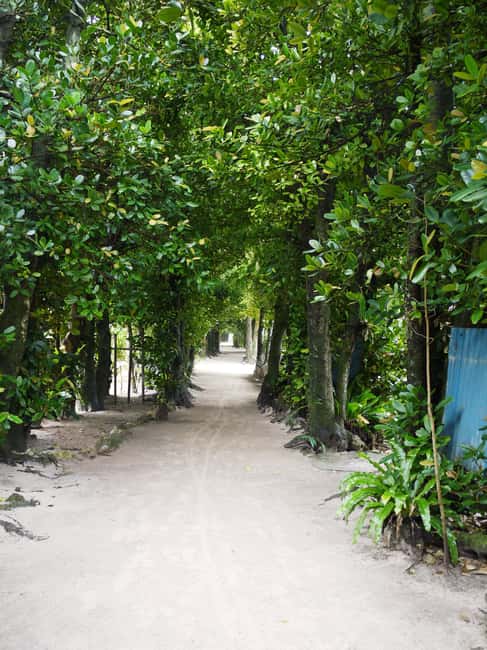 <1Dya Tour>Churaumi Aquarium, Cape Manzamo, American Village - Bise-Fukugi Tree Road: a short break with deep-time plantings