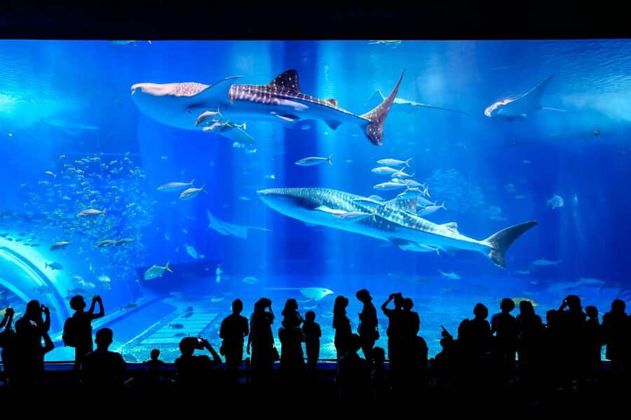 <1Dya Tour>Churaumi Aquarium, Cape Manzamo, American Village - The multilingual audio guide, and how to use it without frustration
