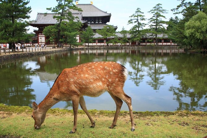 Full Day Excursion: Kyoto and Nara Highlights From Kyoto/Osaka - Inclusions