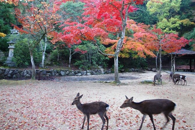 Self Guided Tour in Miyajima With Bullet Train and Ferry Ticket - Additional Details