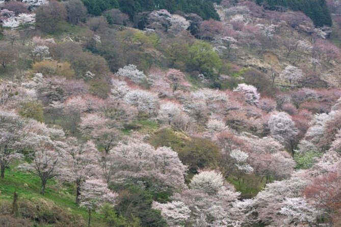 Cherry Blossom Buddha and Mt.Yoshino With Strawberry Picking Tour - Booking Information