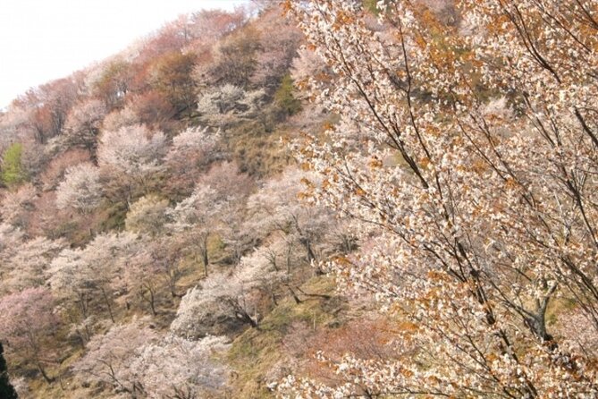 Cherry Blossom Buddha and Mt.Yoshino With Strawberry Picking Tour - Cancellation Policy