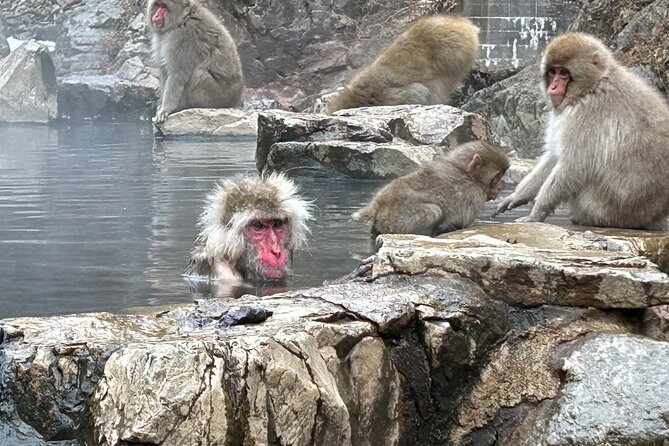 Full Day Snow Monkey Tour To-And-From Tokyo, up to 12 Guests - Booking Information