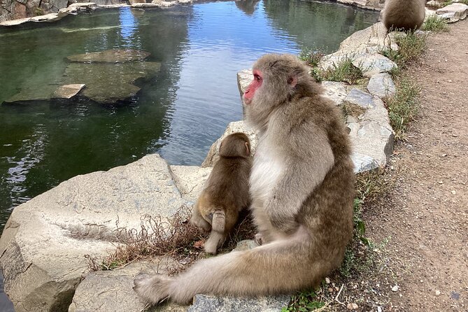Full Day Snow Monkey Tour To-And-From Tokyo, up to 12 Guests - Frequently Asked Questions