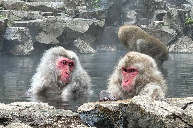 Full Day Snow Monkey Tour To-And-From Tokyo, up to 12 Guests - Final Words