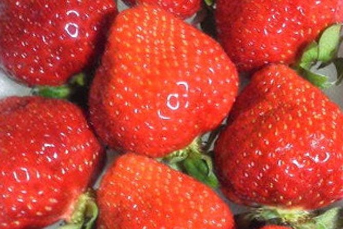 Short Day Trip Chater Bus to Strawberry Picking & Shop in Fukuoka - Contact and Support Information