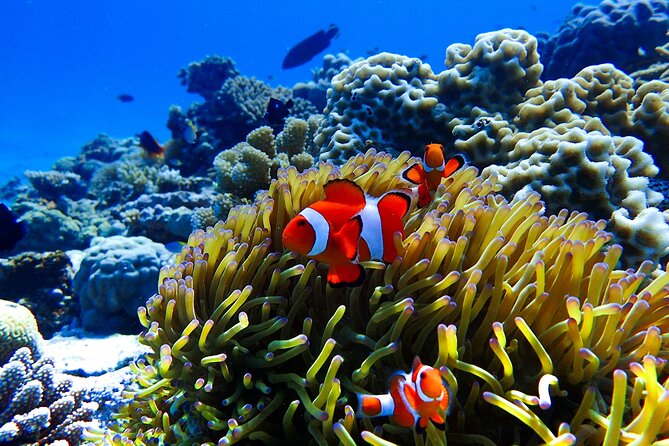 Okinawa: Scuba Diving Tour With Wagyu Lunch and English Guide - Tour Accessibility and Requirements