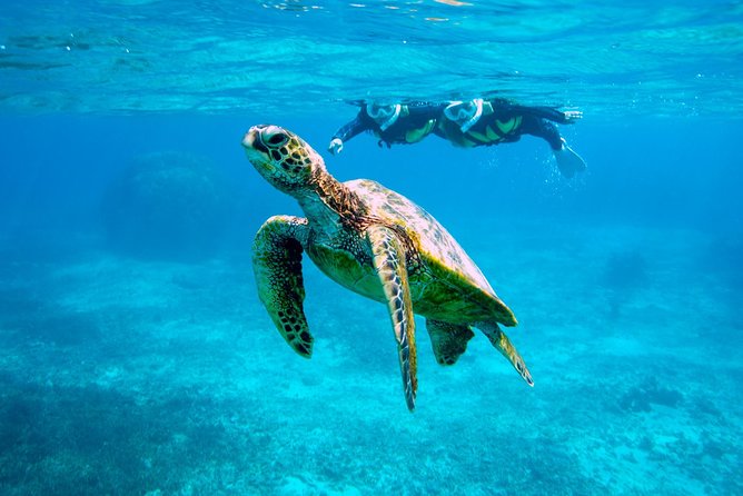 Miyakojima / Snorkel Tour to Swim With Sea Turtles - Participation Guidelines