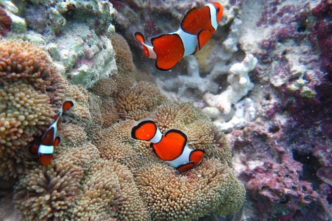 [Miyakojima Snorkel] Private Tour From 2 People Enjoy From 3 Years Old! Enjoy Nemo, Coral and Miyako - Just The Basics