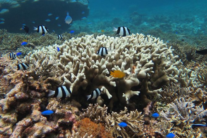 [Miyakojima Snorkel] Private Tour From 2 People Enjoy From 3 Years Old! Enjoy Nemo, Coral and Miyako - Tour Inclusions