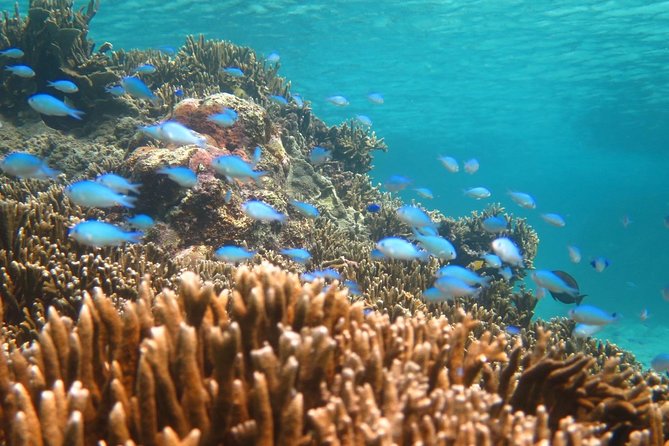 [Miyakojima Snorkel] Private Tour From 2 People Enjoy From 3 Years Old! Enjoy Nemo, Coral and Miyako - Price and Payment