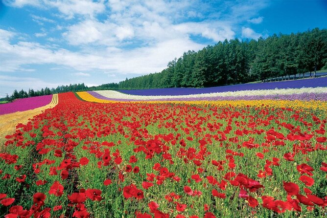 Furano & Biei 4 Hour Tour: English Speaking Driver Only, No Guide - Booking and Cancellation Policy