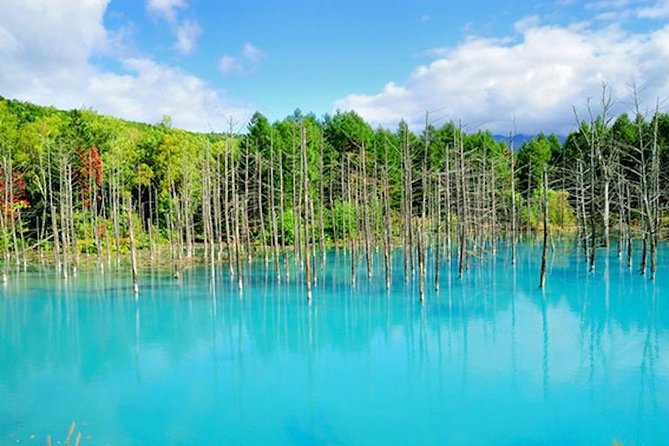 A Relaxing Day for Furano, Biei Blue Pond& Local Curry Lunch in Hokkaido! - Scenic Beauty Exploration