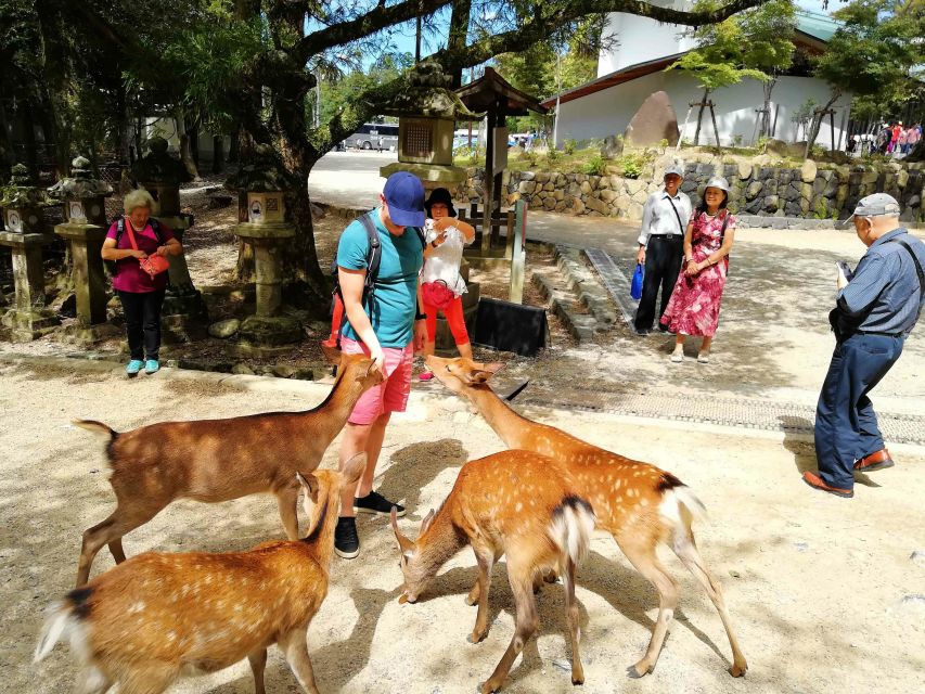 Nara: City Highlights Shared Group or Private Bike Tour - Transportation Information