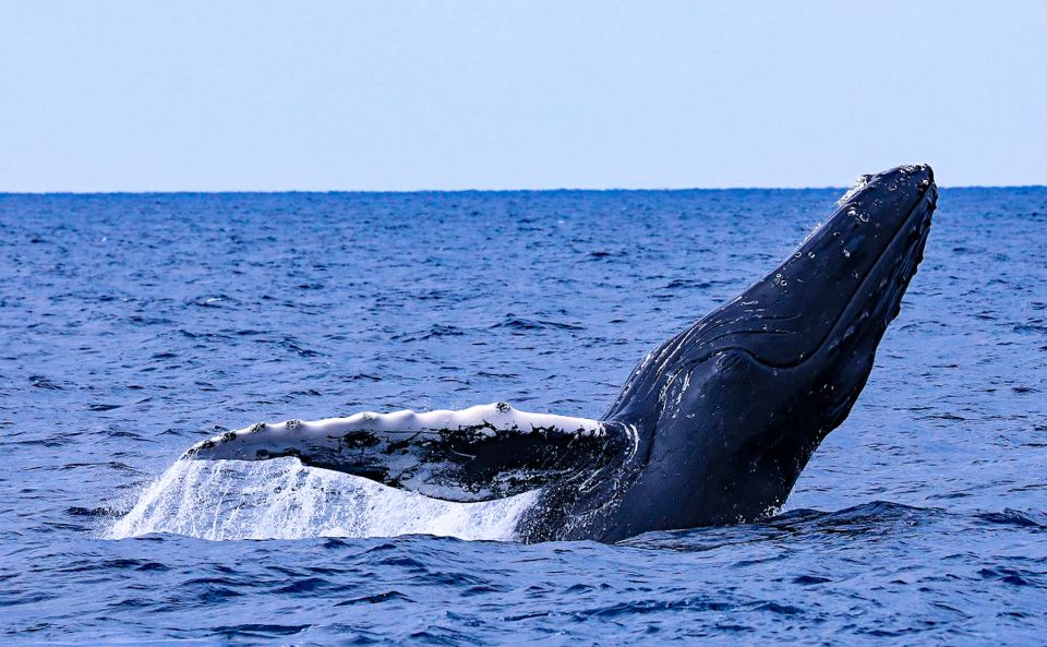 Naha, Okinawa: Kerama Islands Half-Day Whale Watching Tour - Activity Details