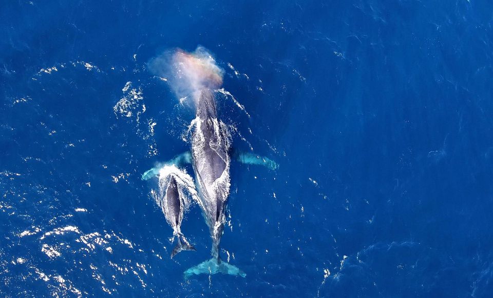 Naha, Okinawa: Kerama Islands Half-Day Whale Watching Tour - Whale Watching Experience
