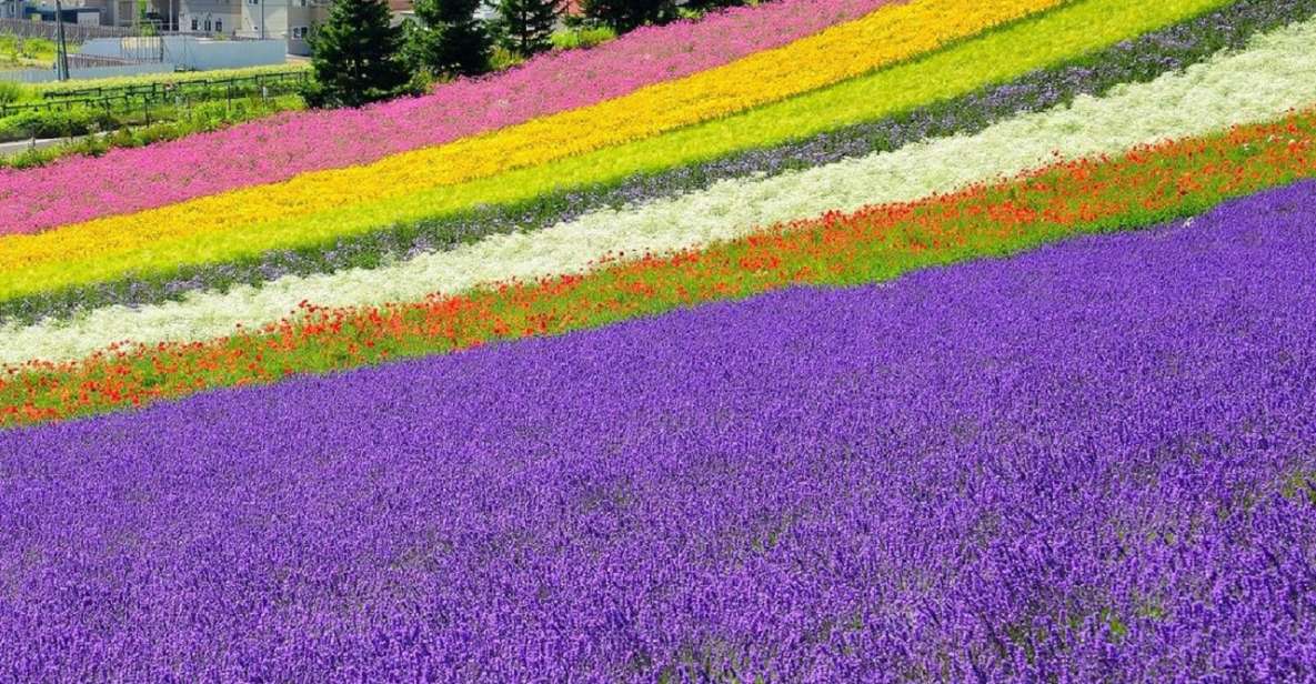 Hokkaido: Biei Blue Pond and Furano Flower Farm Day Trip - Tour Highlights to Look Forward To