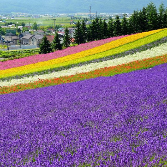 Hokkaido: Biei Blue Pond and Furano Flower Farm Day Trip - Duration and Itinerary Information