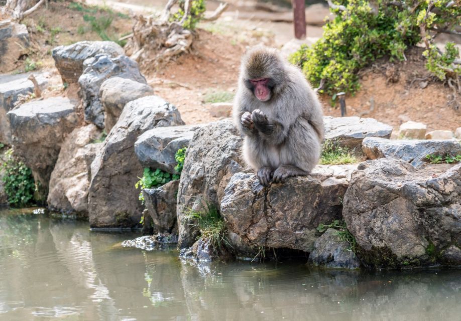 Arashiyama Kyoto: Bamboo Forest, Monkey Park & Secrets - Frequently Asked Questions