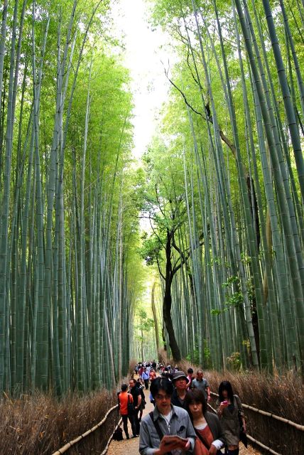 Arashiyama Kyoto: Bamboo Forest, Monkey Park & Secrets - Guides Expertise