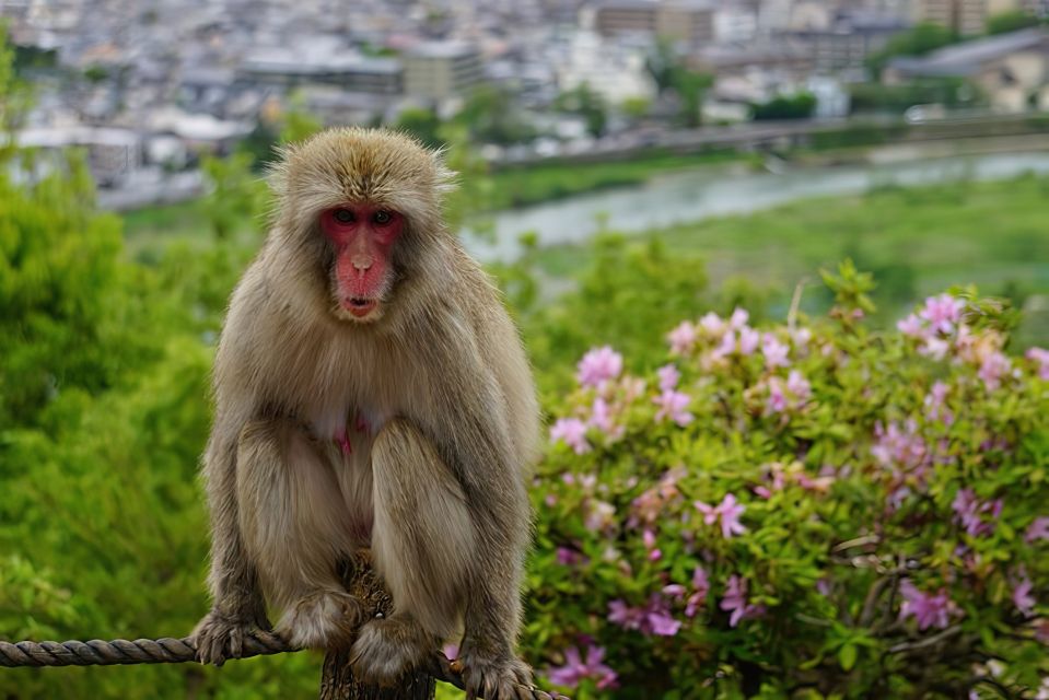 Arashiyama Kyoto: Bamboo Forest, Monkey Park & Secrets - Directions
