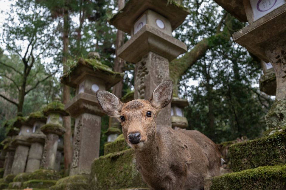Nara: Todai-ji and Nara Park (Spanish Guide) - Included Experiences
