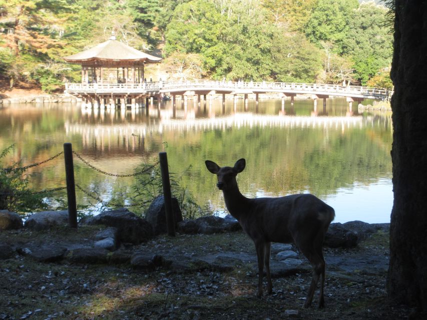 Nara: Giant Buddha, Free Deer in the Park (Italian Guide) - Park Experience