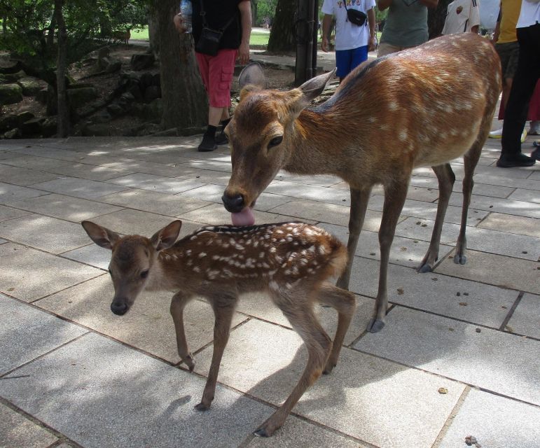Nara: Giant Buddha, Free Deer in the Park (Italian Guide) - Itinerary Highlights