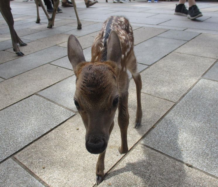 Nara: Giant Buddha, Free Deer in the Park (Italian Guide) - Just The Basics