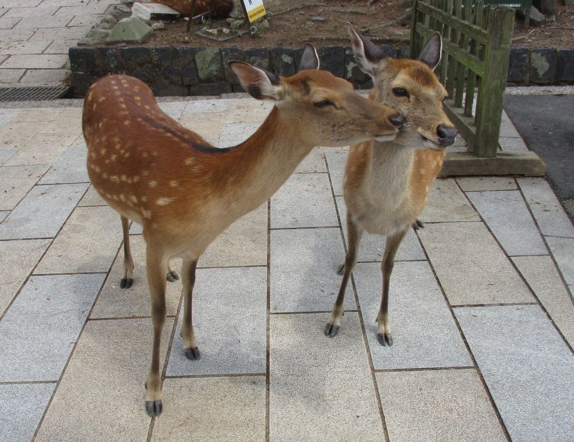 Nara: Giant Buddha, Free Deer in the Park (Italian Guide) - Booking and Tour Information