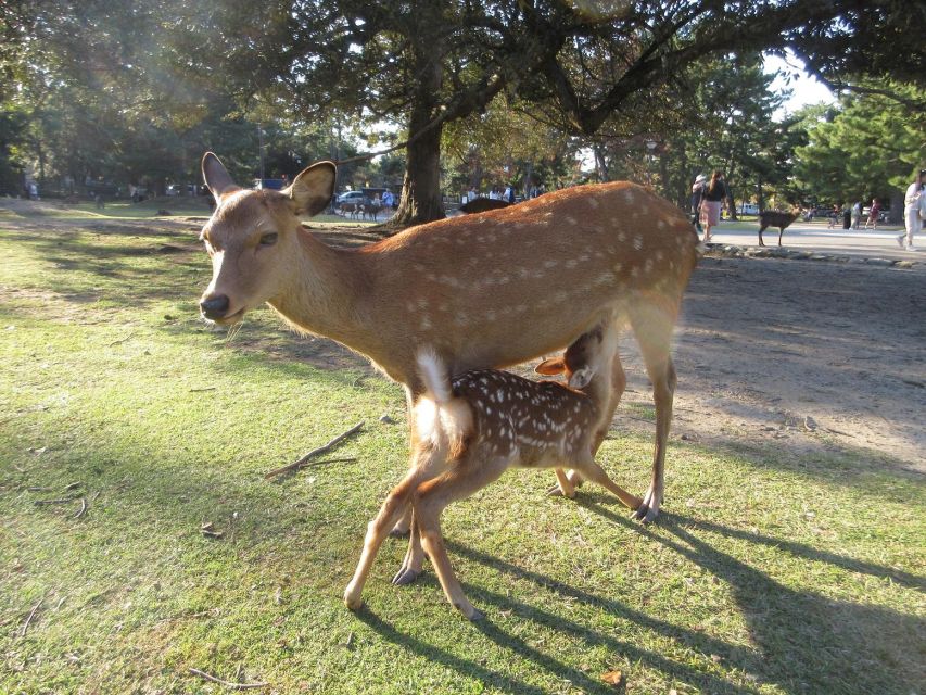 Nara: Giant Buddha, Free Deer in the Park (Italian Guide) - Final Words