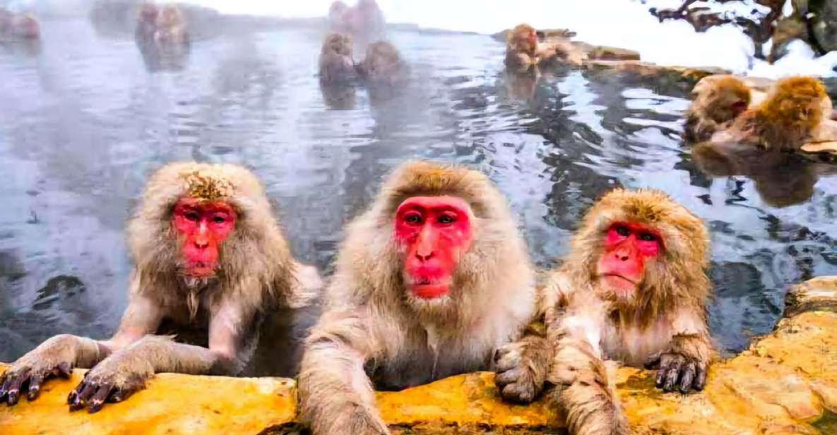 Snow Monkeys Zenkoji Temple One Day Private Sightseeing Tour - Just The Basics