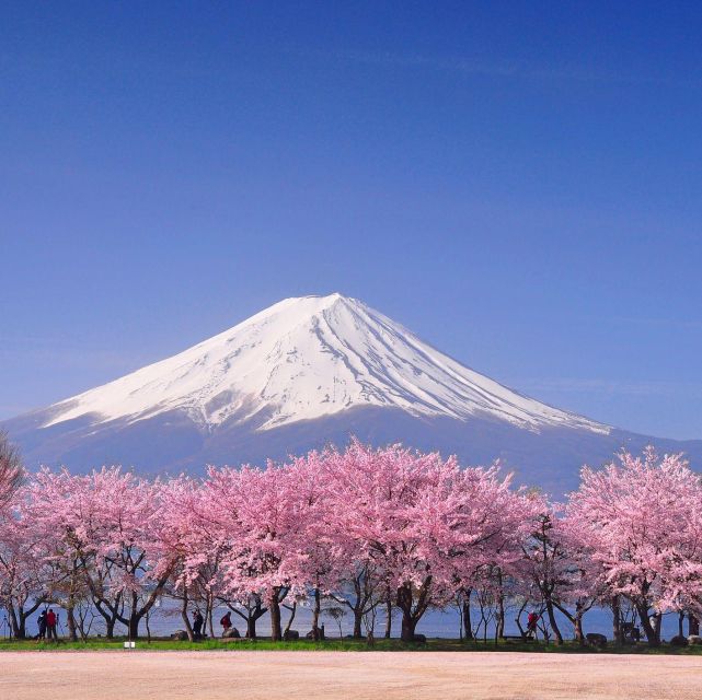 Private Day Trip to Mt. Fuji & Hakone Cherry Blossoms - Tour Highlights