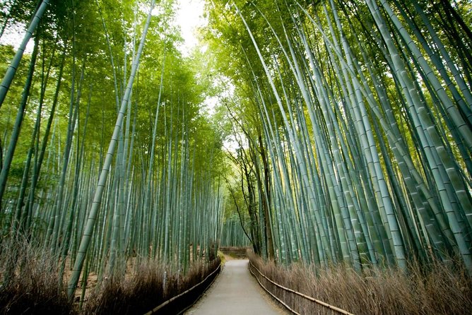 Afternoon Arashiyama Bamboo Forest & Monkey Park Bike Tour - Just The Basics
