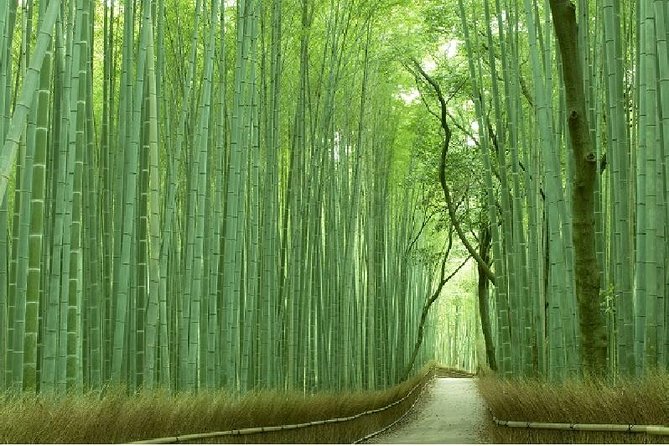 Kyoto Sagano Bamboo Grove & Arashiyama Walking Tour - Just The Basics
