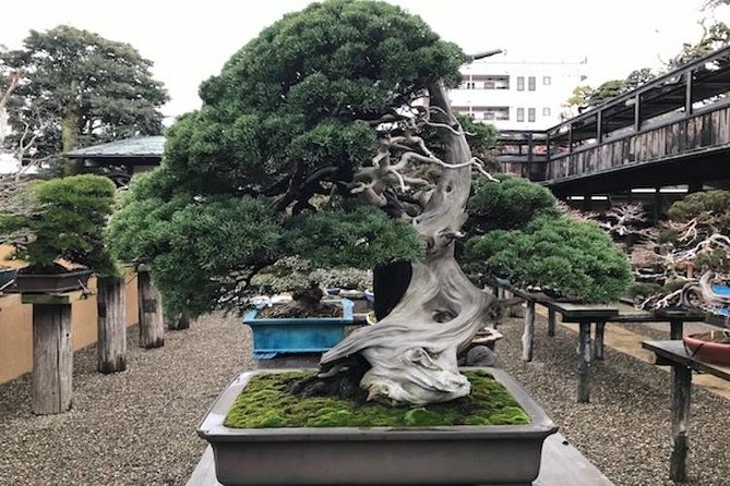 Small-Group 2-Hour Bonsai-Making Lesson in Tokyo (Mar ) - Workshop Highlights