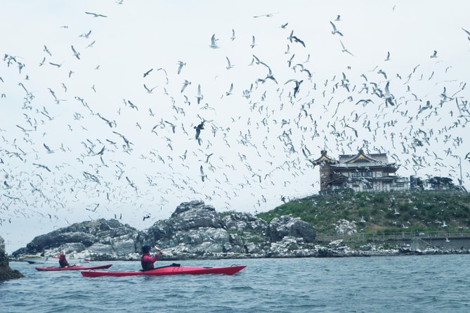 A Sea Kayak Tour of Kabushima Island, the Home of 30,000 Black-Tailed Gulls - Just The Basics
