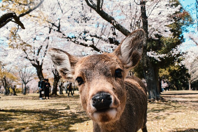 Eigo Tour - Walk in Nara City - Important Notes