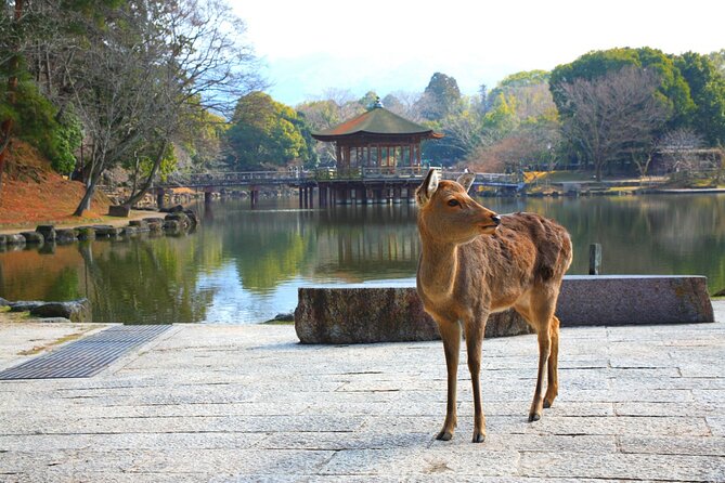 Private Journey in Nara's Historical Wonder - Customer Support and Assistance