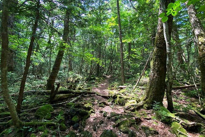 Aokigahara Nature Conservation Full-Day Hiking Tour - Final Words