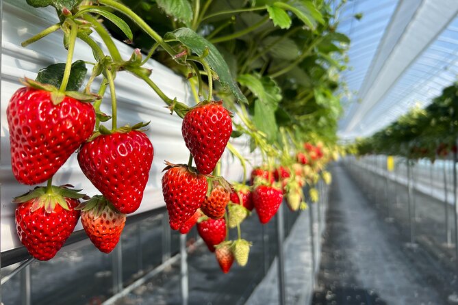 All You Can Eat Strawberry Picking in Izumisano Osaka - Just The Basics