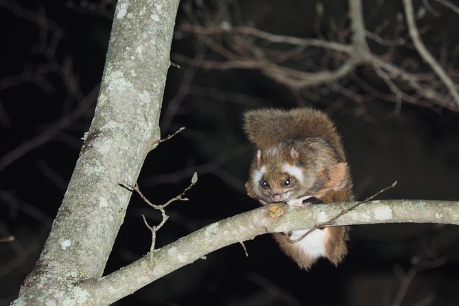 Flying Squirrel Watching Tour - Just The Basics